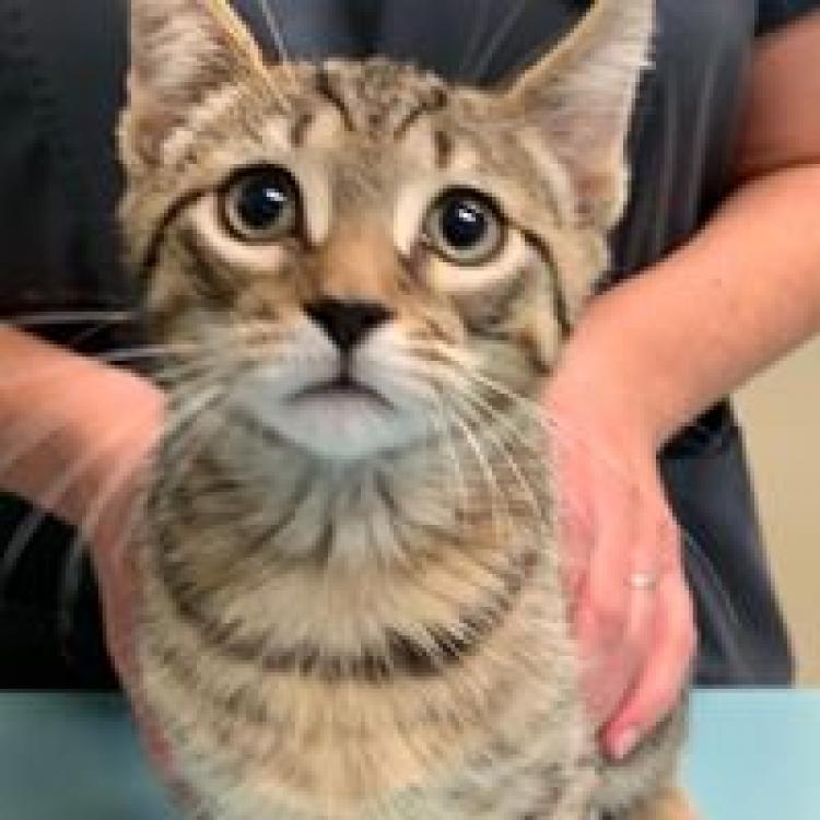 Exeter Veterinary Hospital – Reading, PA Exeter Veterinary Hospital – Reading, PA