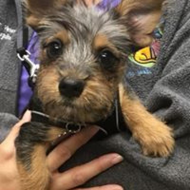Exeter Veterinary Hospital – Reading, PA Exeter Veterinary Hospital – Reading, PA
