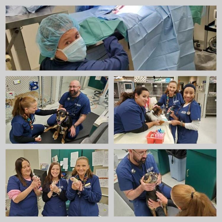 Valley Central Vet Emergency & Referral Center Whitehall, PA