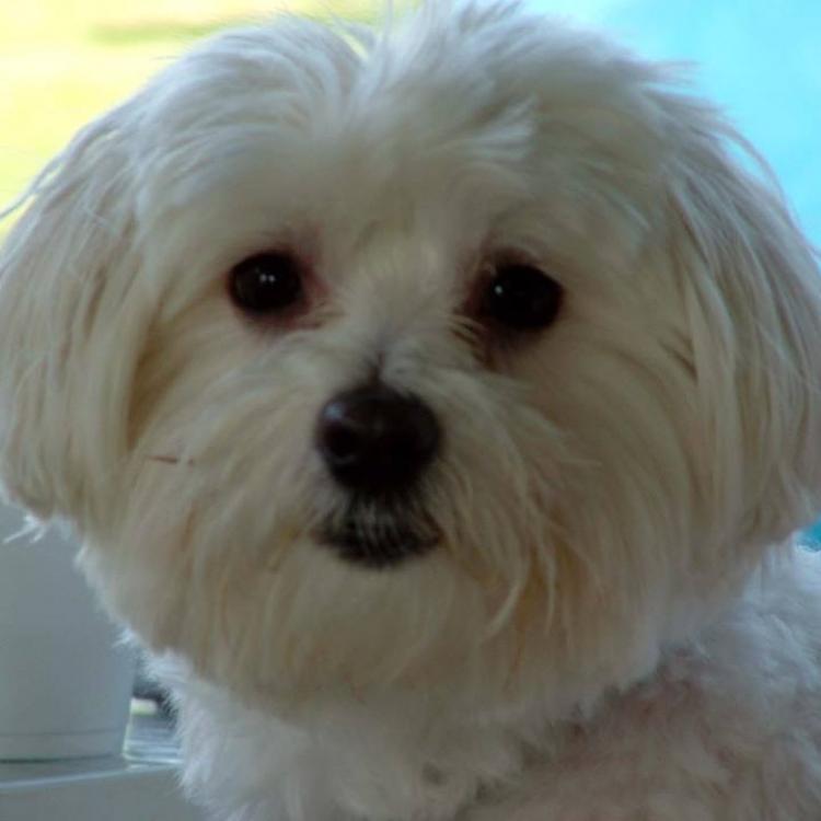 shiloh animal hospital york pa
