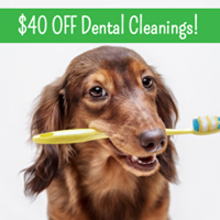 palmetto animal clinic hours