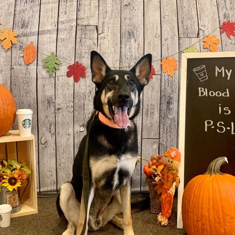 Upstate Veterinary Specialists Greenville, SC