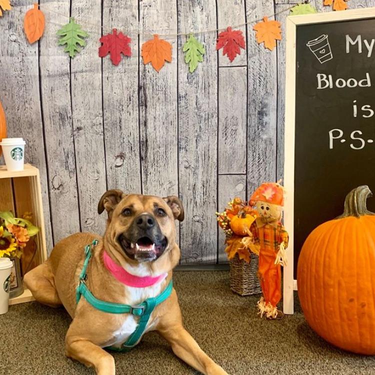 Upstate Veterinary Specialists Greenville, SC