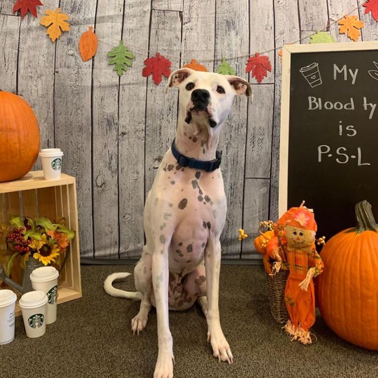 Upstate Veterinary Specialists Greenville, SC