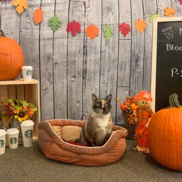 Upstate Veterinary Specialists Greenville, SC