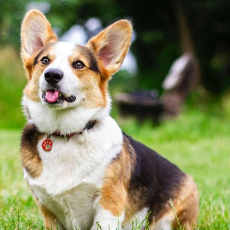 Family Pet Hospital Clarksville, TN