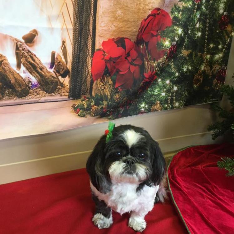 Family Pet Hospital Clarksville, TN