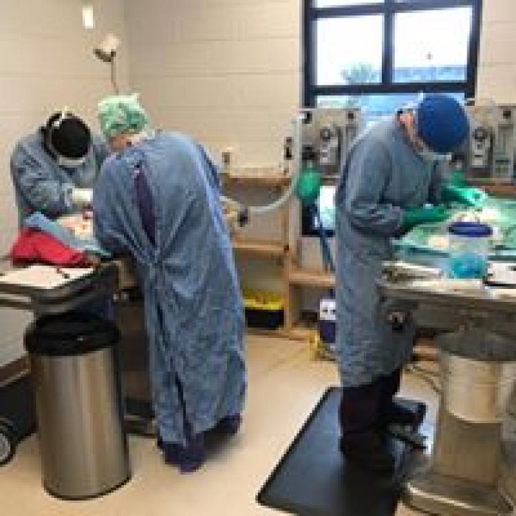 University of Tennessee Veterinary Medical Center Referral