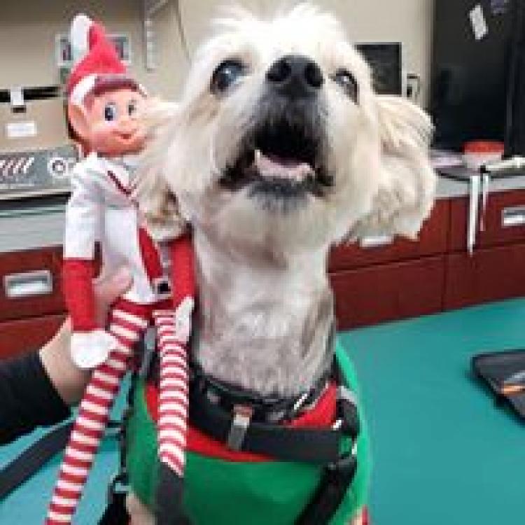 Central Texas Veterinary Specialty & Emergency Hospital South