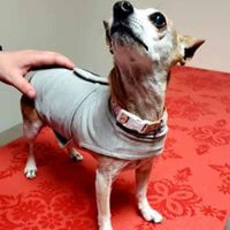 Central Texas Veterinary Specialty & Emergency Hospital South