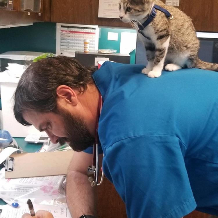 Westlake Animal Hospital Austin Tx Many boarding packages available to meet your pets needs. westlake animal hospital austin tx