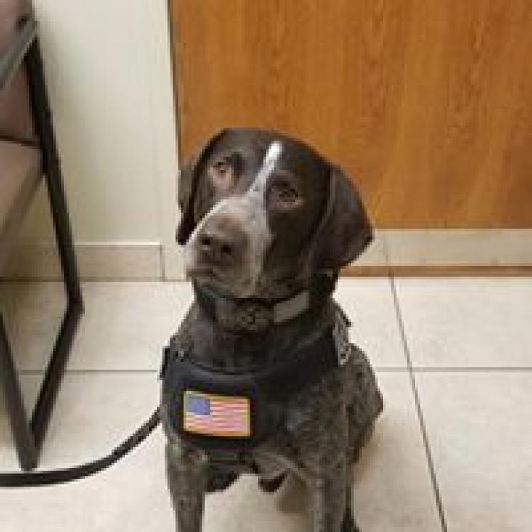 Eye Care For Animals Austin Tx