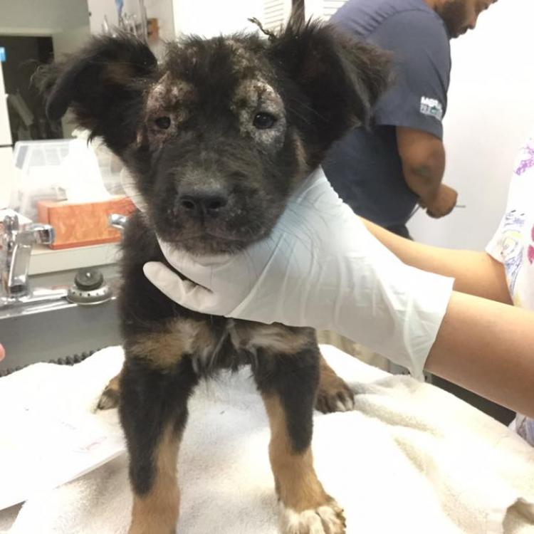 Westheimer Animal Clinic Bellaire – Bellaire, TX Westheimer Animal Clinic Bellaire – Bellaire, TX