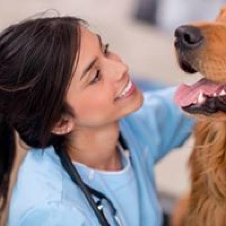 All Pets Medical Laser Surgical Center College Station Tx