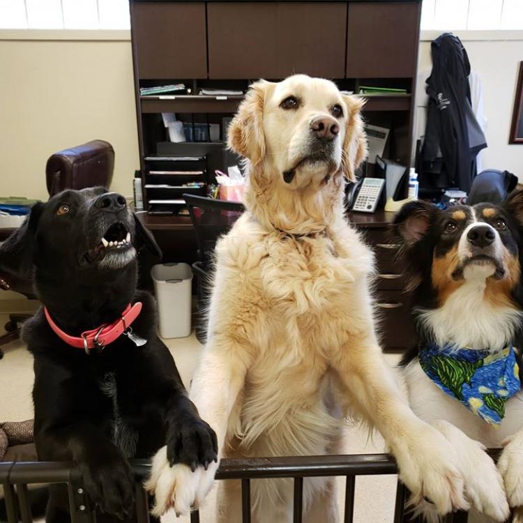 Van Stavern Small Animal Hospital College Station Tx