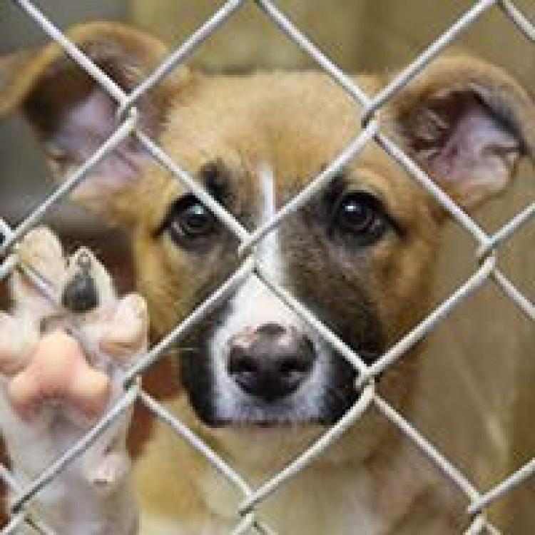 East Dallas Veterinary Clinic Dallas, TX