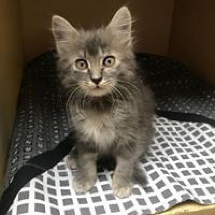 East Dallas Veterinary Clinic Dallas, TX