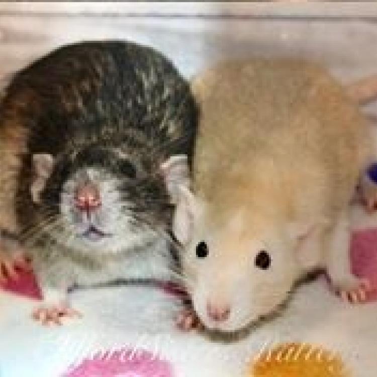 family friends pet hospital