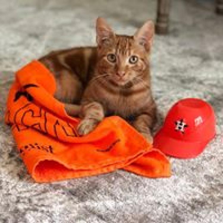 woodpath cat and dog hospital