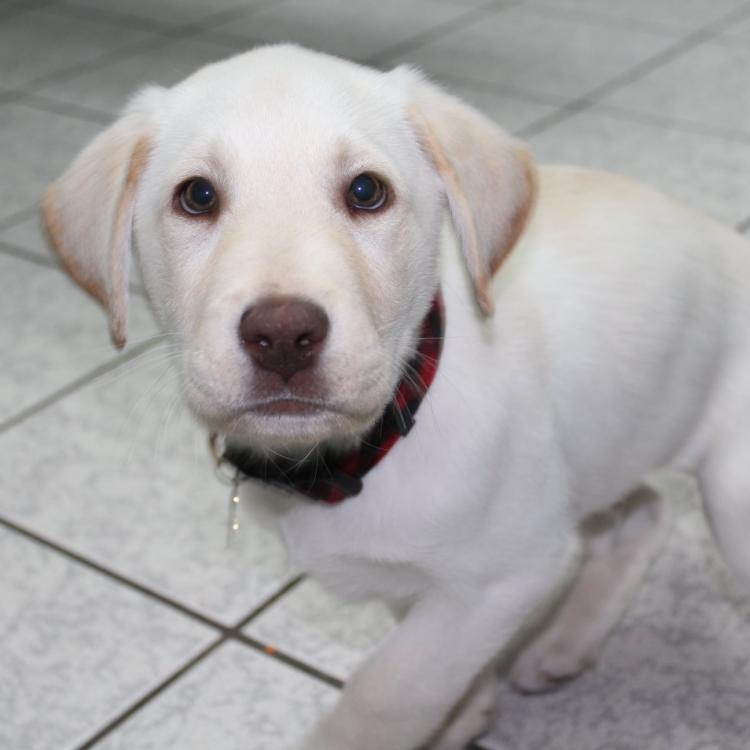 Dr Doolittles Animal Hospital – Lewisville, TX Dr Doolittles Animal Hospital – Lewisville, TX