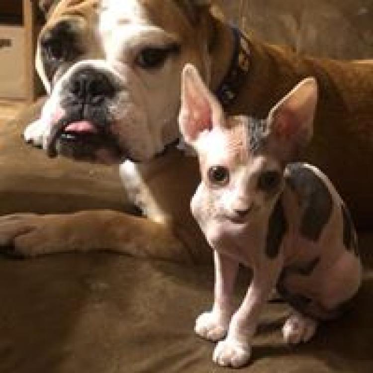 Pet Western Animal Hospital Mineral Wells Tx