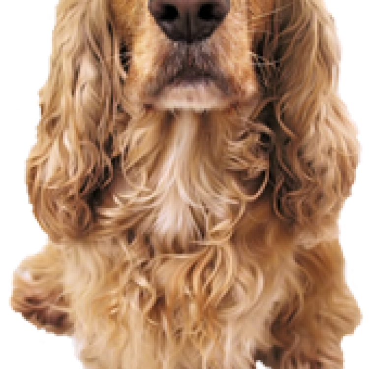 Easley Animal Hospital Pampa, TX