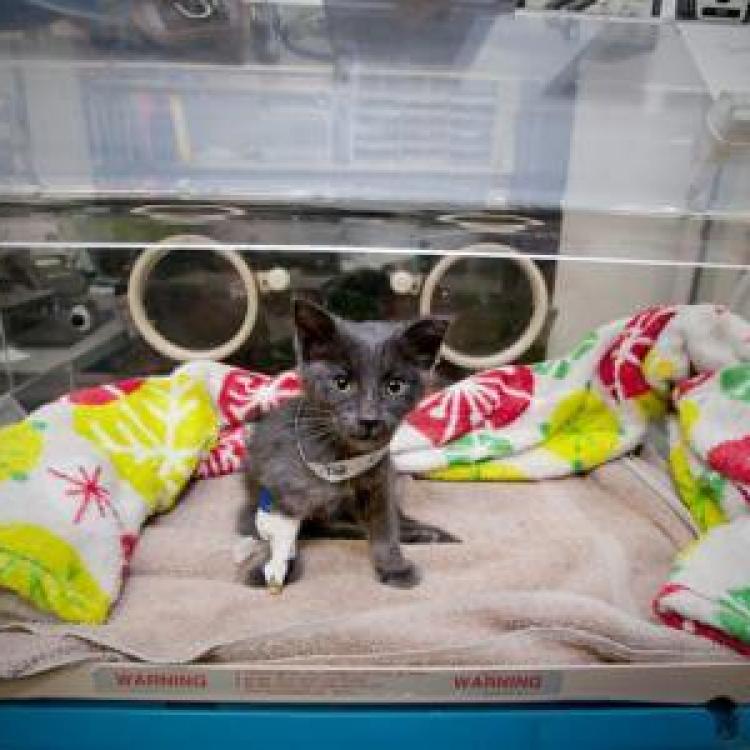 Central Texas Veterinary Specialty &amp; Emergency Hospital