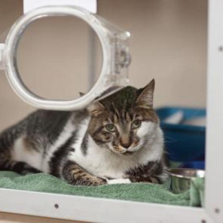 Round Rock Animal Hospital / About Firehouse Animal Health Center