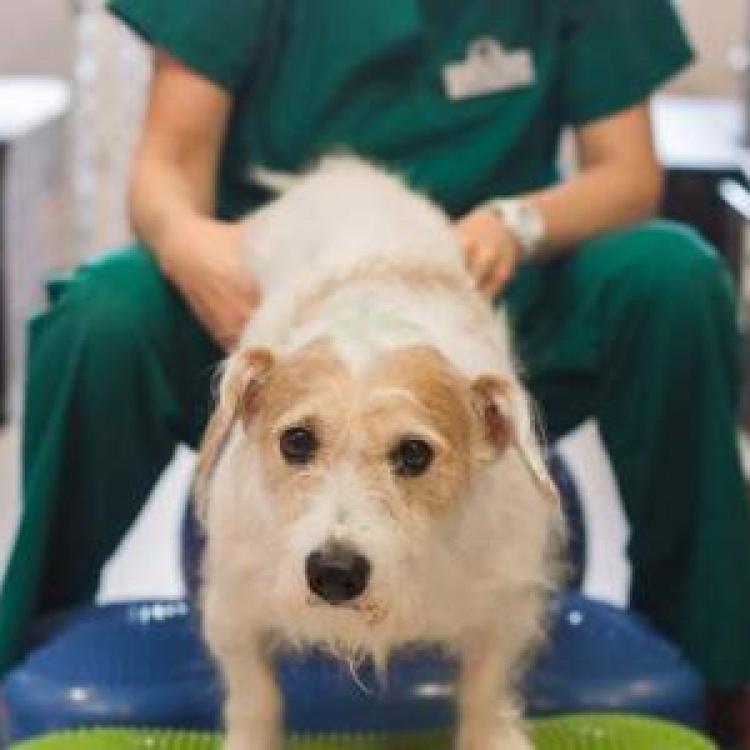 Central Texas Veterinary Specialty & Emergency Hospital Round Rock