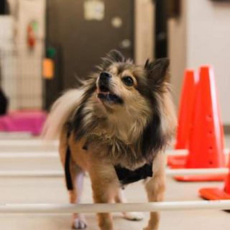 Round Rock Animal Hospital / About Firehouse Animal Health