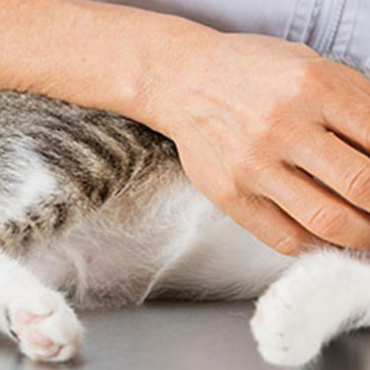 VCA Castle Hills Companion Animal Hospital – San Antonio, TX