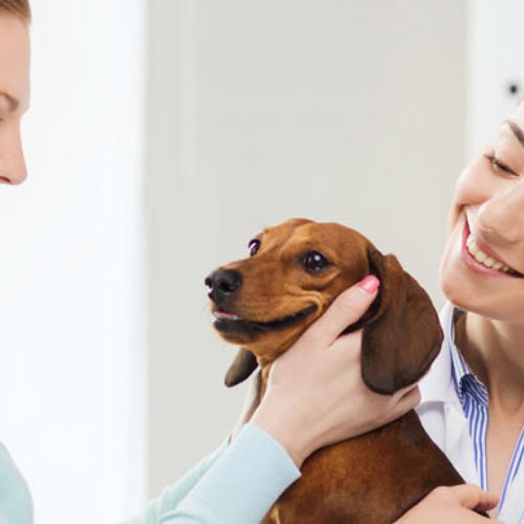 VCA Castle Hills Companion Animal Hospital – San Antonio, TX VCA Castle Hills Companion Animal Hospital – San Antonio, TX