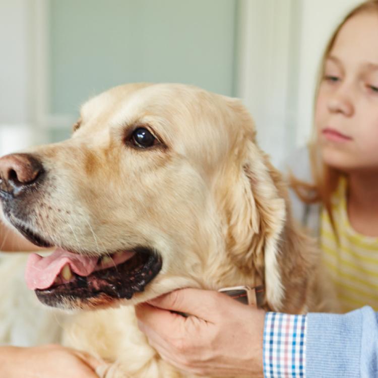 VCA Castle Hills Companion Animal Hospital – San Antonio, TX