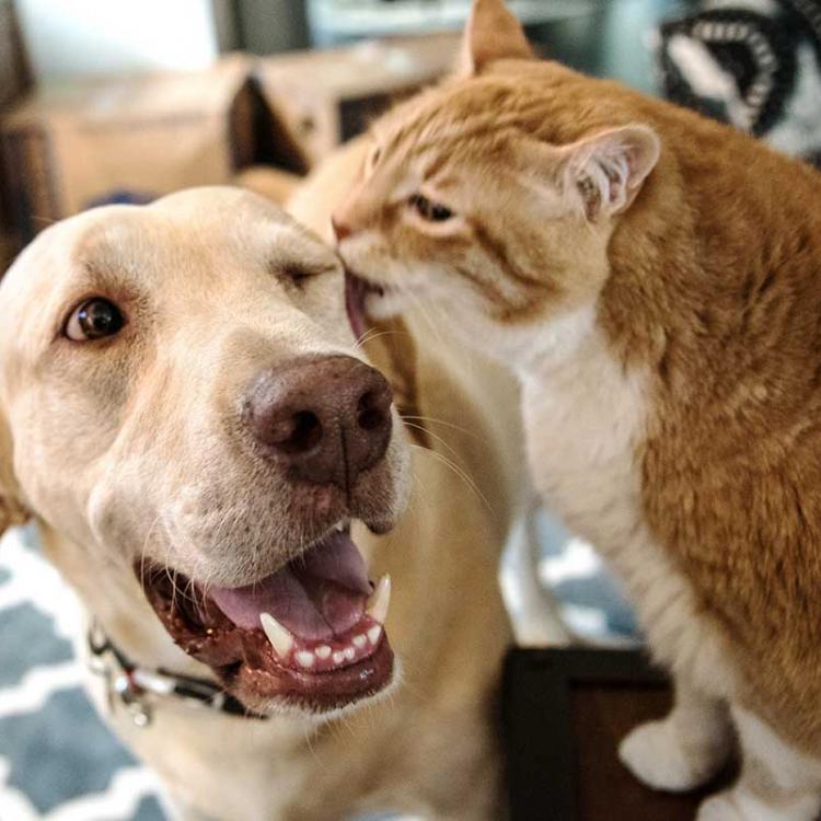 VCA Castle Hills Companion Animal Hospital – San Antonio, TX