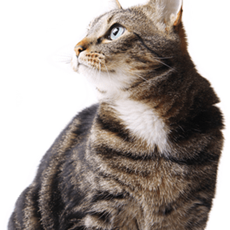 31559 tabby cat cutout