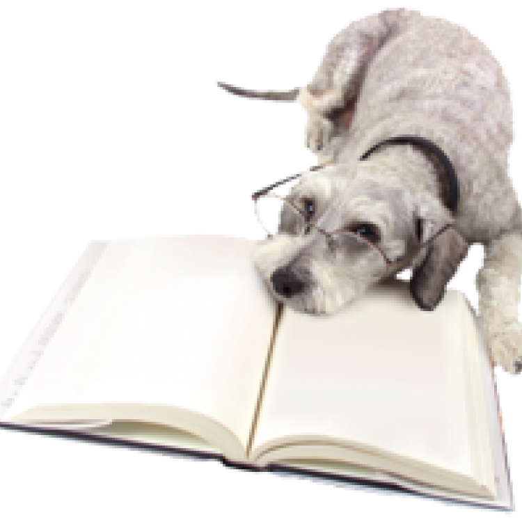 Eagle Rock Emergency Pet Clinic Los Angeles, CA