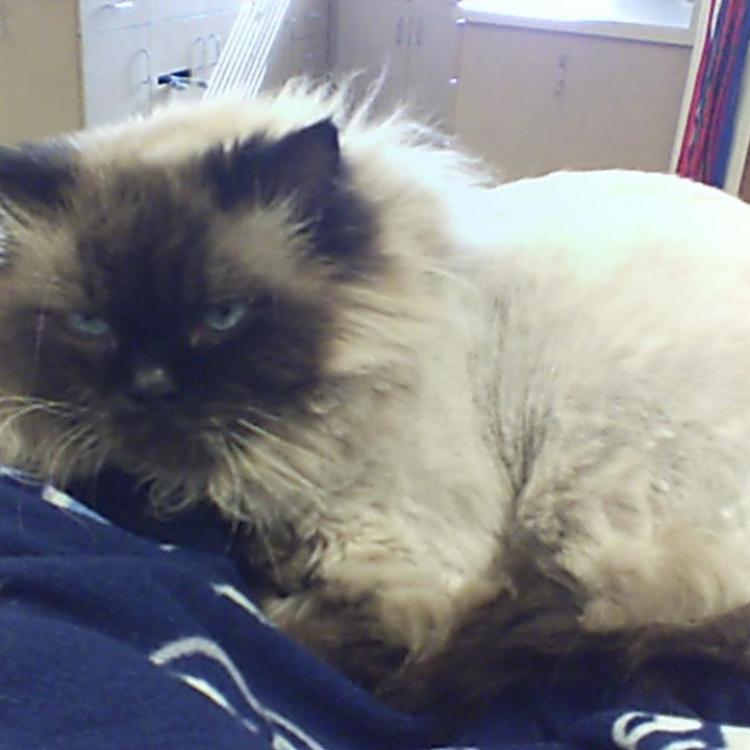 All About Pets Provo Ut