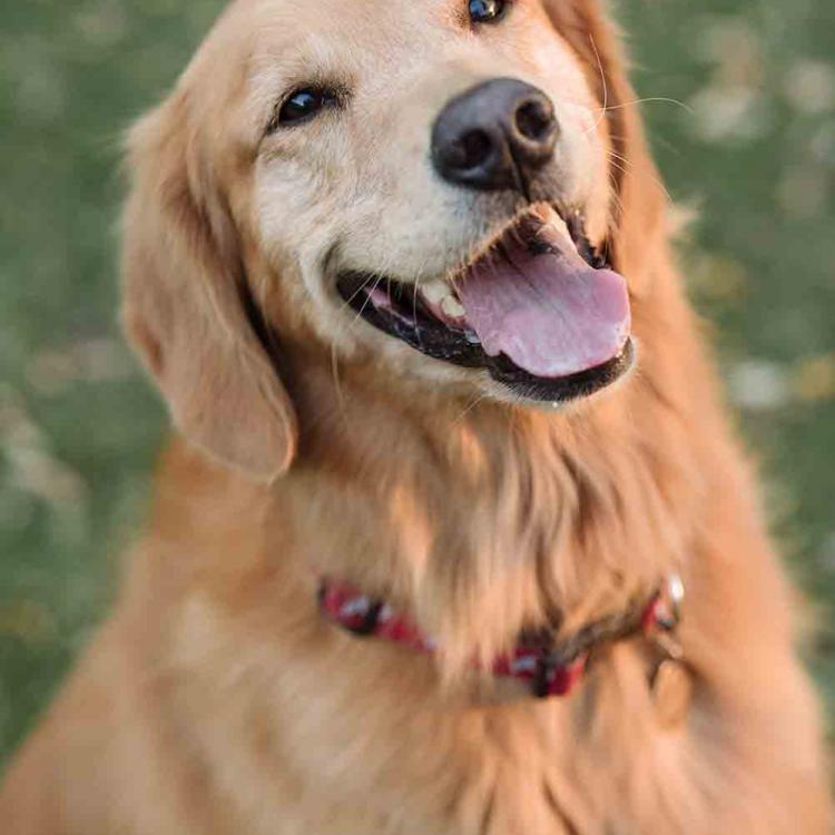 Animal Care Center - Airport – Salt Lake City, UT Animal Care Center - Airport – Salt Lake City, UT