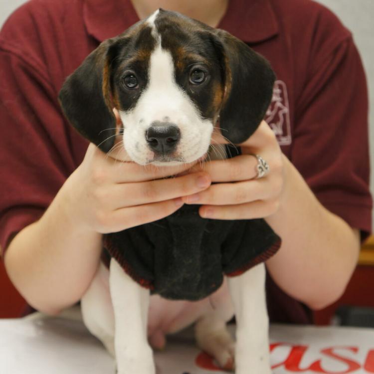 Dumfries Animal Hospital Dumfries, VA
