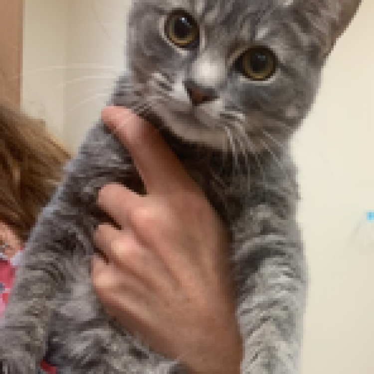John Rolfe Animal Hospital Henrico Va