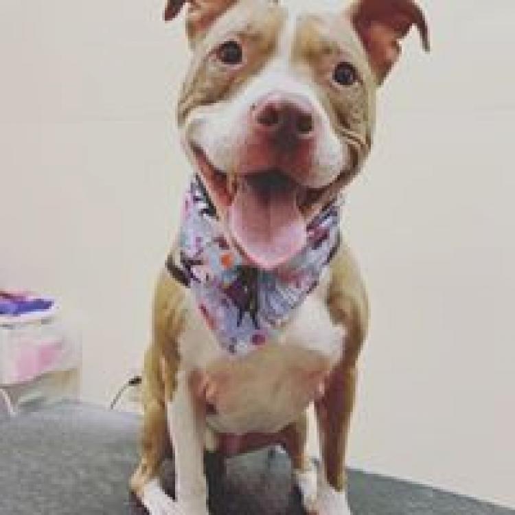 John Rolfe Animal Hospital Henrico Va