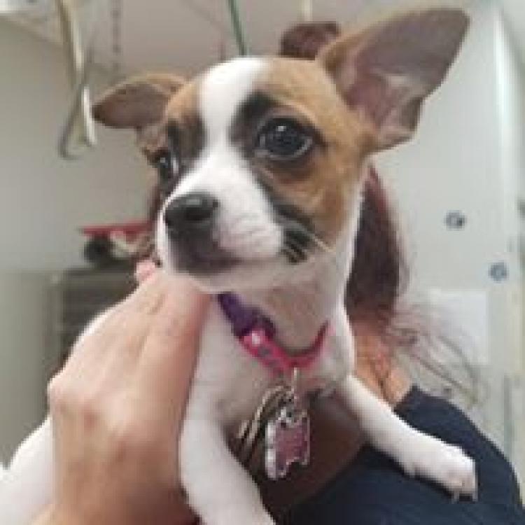 Independent Hill Veterinary Manassas Va