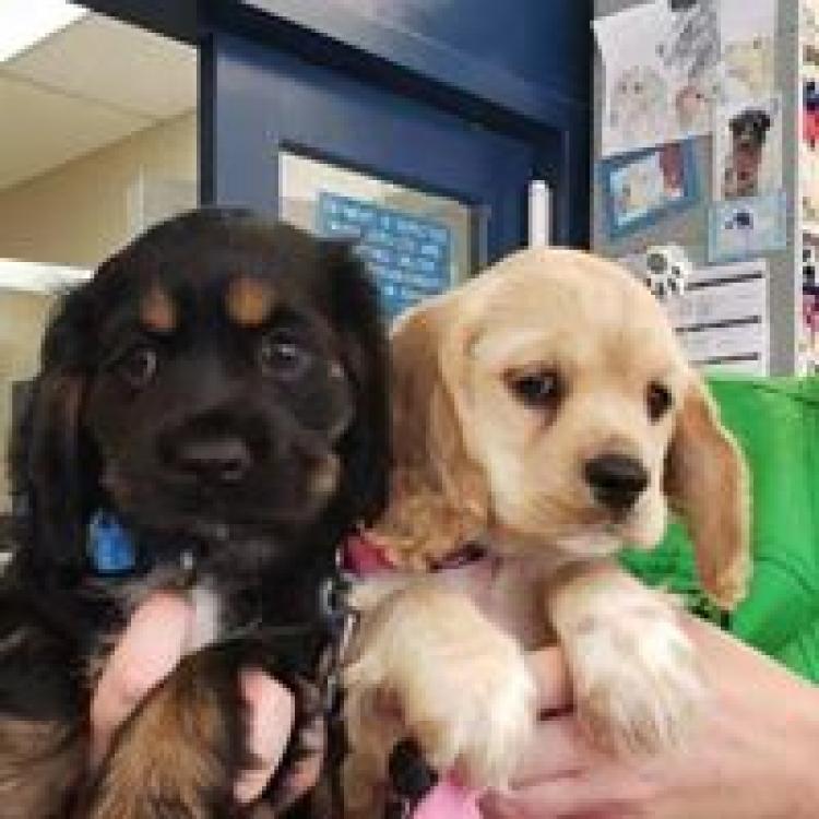 Independent Hill Veterinary Manassas Va