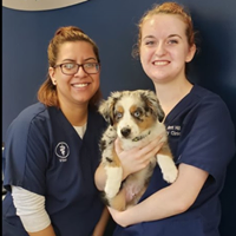 Independent Hill Veterinary Manassas Va