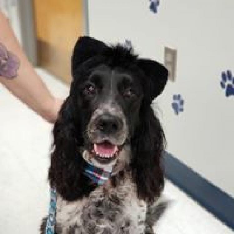 Independent Hill Veterinary Manassas Va