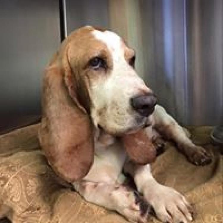 Commonwealth Veterinary Clinic – Waynesboro, VA Commonwealth Veterinary Clinic – Waynesboro, VA