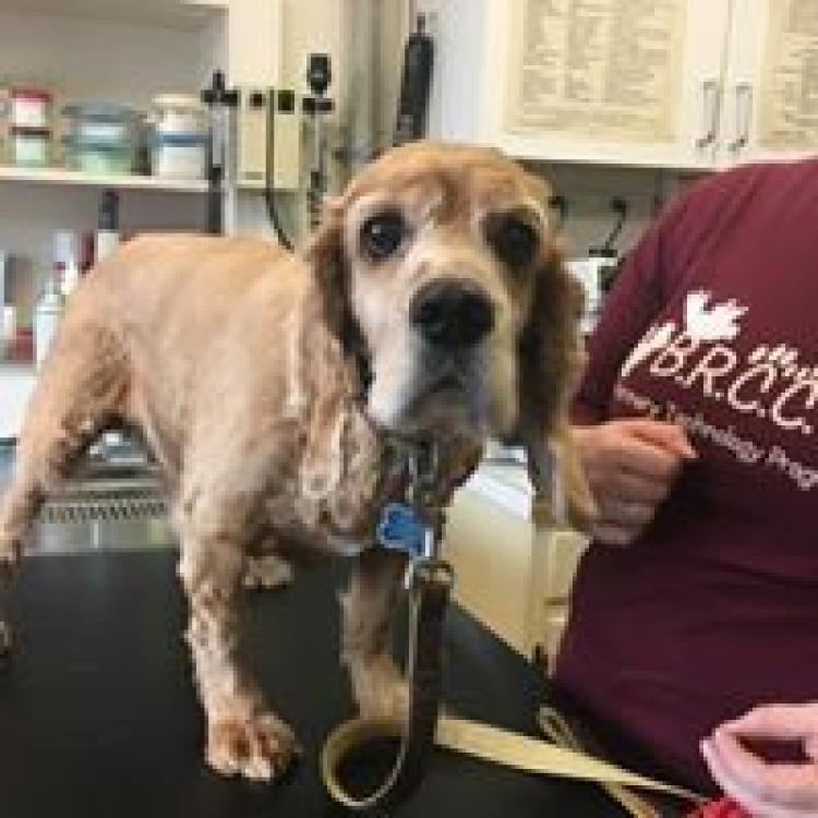 Commonwealth Veterinary Clinic – Waynesboro, VA Commonwealth Veterinary Clinic – Waynesboro, VA