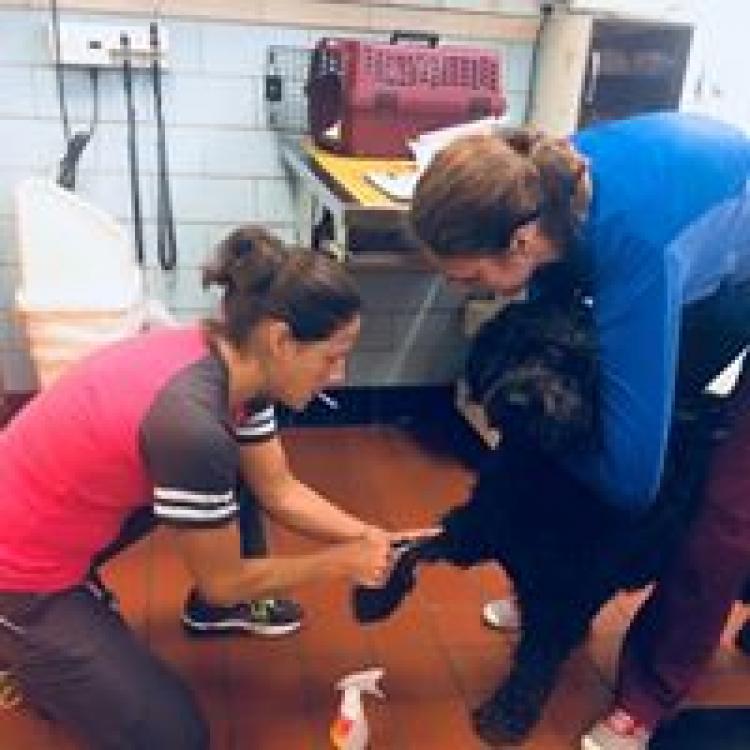 Commonwealth Veterinary Clinic – Waynesboro, VA Commonwealth Veterinary Clinic – Waynesboro, VA