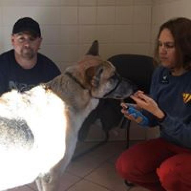 Commonwealth Veterinary Clinic – Waynesboro, VA