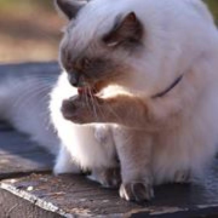 woodpath cat and dog hospital